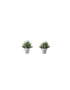 Pianta con Vaso in Ferro 20x25 cm Assortita – Verde Decorativo per la Casa