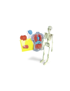 CLEMENTONI, SCIENZA E GIOCO, ANATOMIA, SCHELETRO E ORGANI, GIOCO EDUCATIVO, 8+ ANNI, 19414 2