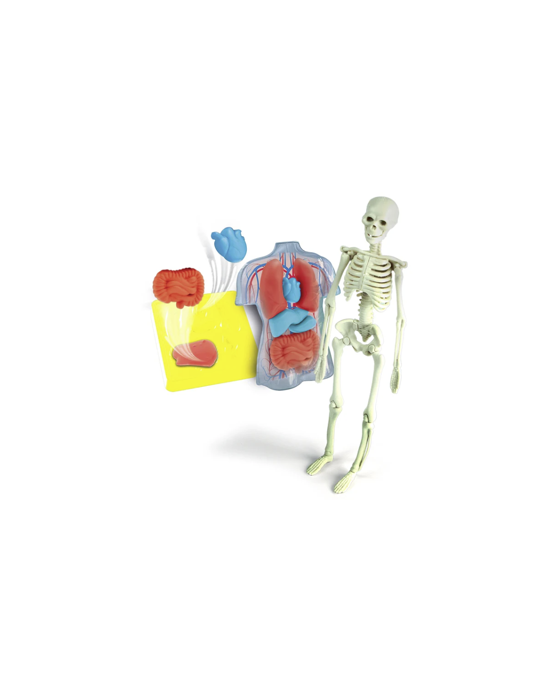 CLEMENTONI, SCIENZA E GIOCO, ANATOMIA, SCHELETRO E ORGANI, GIOCO EDUCATIVO, 8+ ANNI, 19414