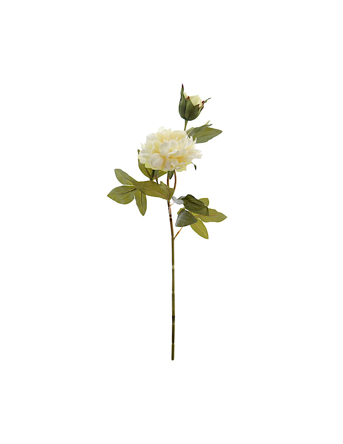 FIORE 2511-01 PEONIA CREMA CON BOCCIOLO