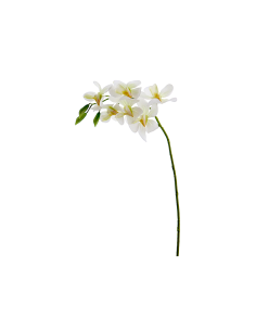 FIORE 3017-11 ORCHIDEA VANDA BIANCA