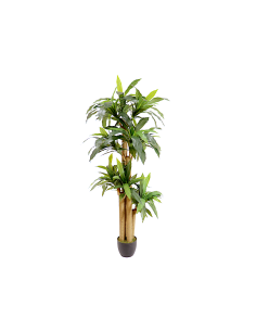 PIANTA 7171-09 DRACAENA VERDE 180CM CON VASO
